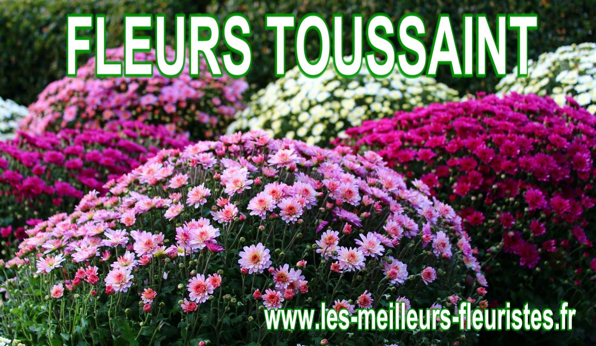 FLEURS POUR LA TOUSSAINT - FLEURS CIMETIERE